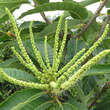 Castanea sativa 'Ecker 1': Bild 2/14