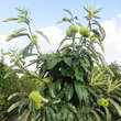 Castanea sativa 'Ecker 1': Bild 6/14