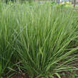 Calamagrostis acutiflora 'Overdam': Bild 6/8
